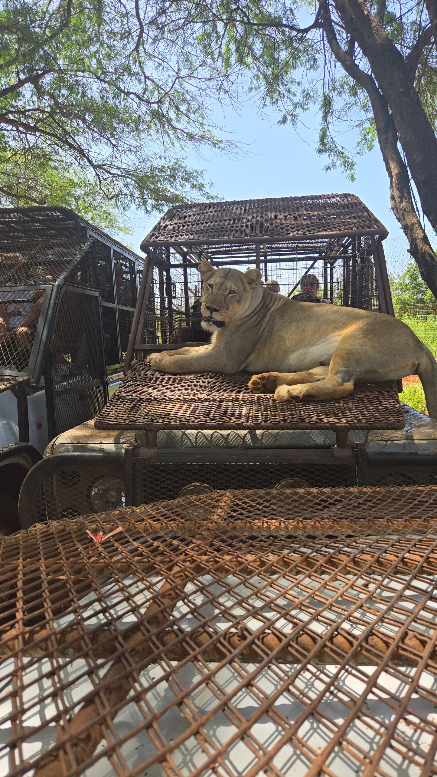 bandia lion