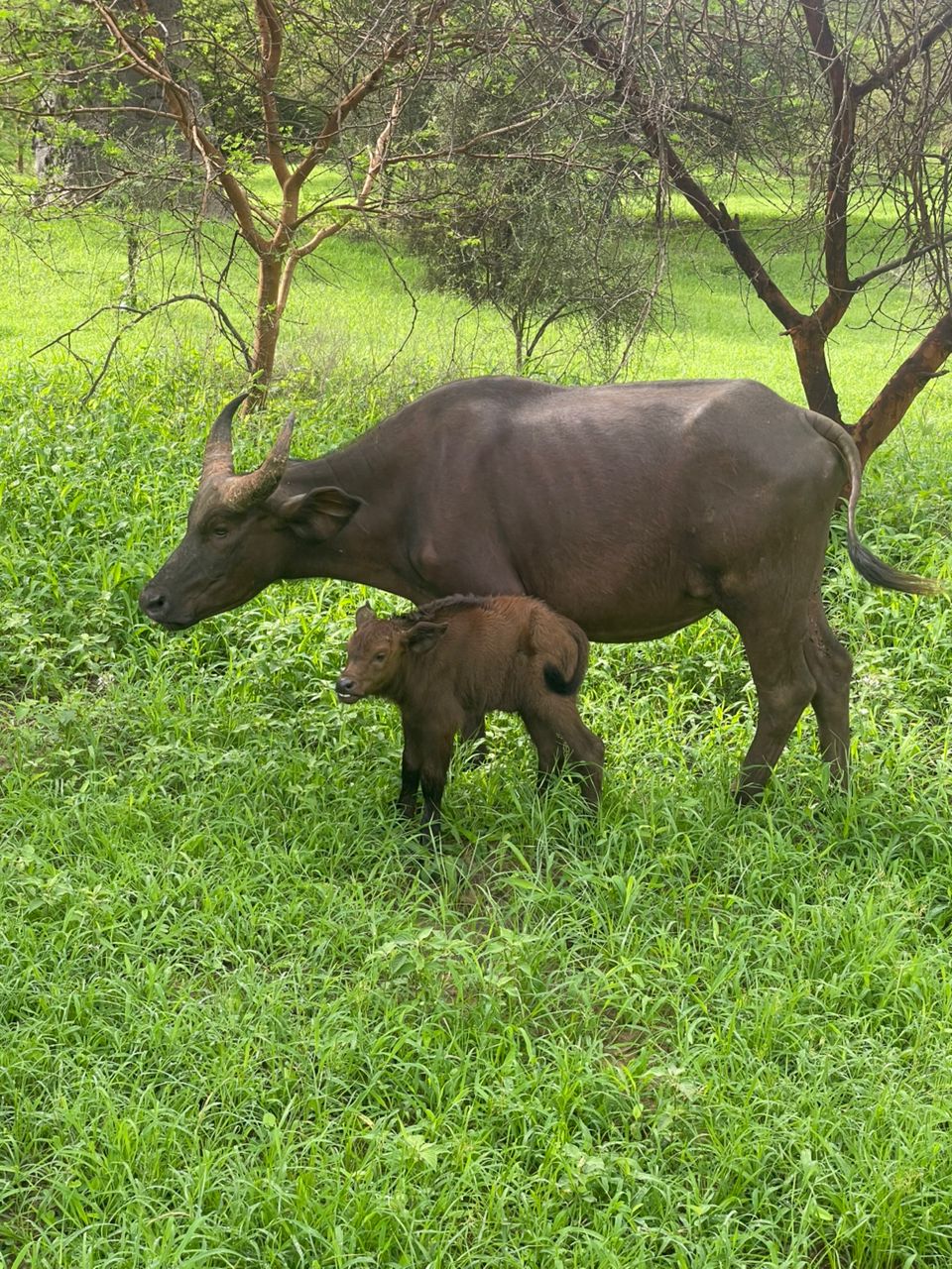 Bandia Reserve