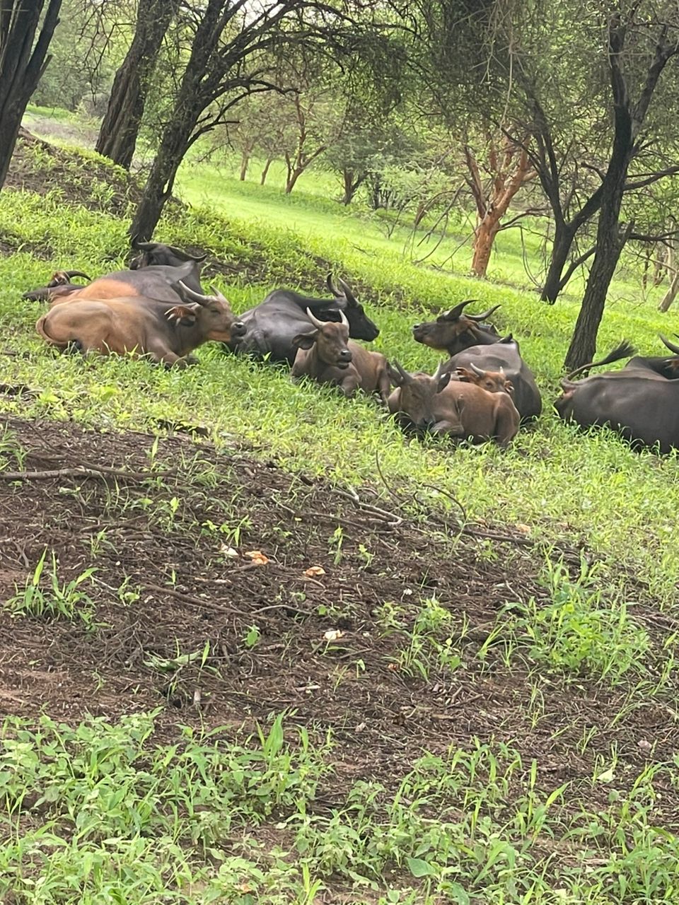 Bandia Reserve