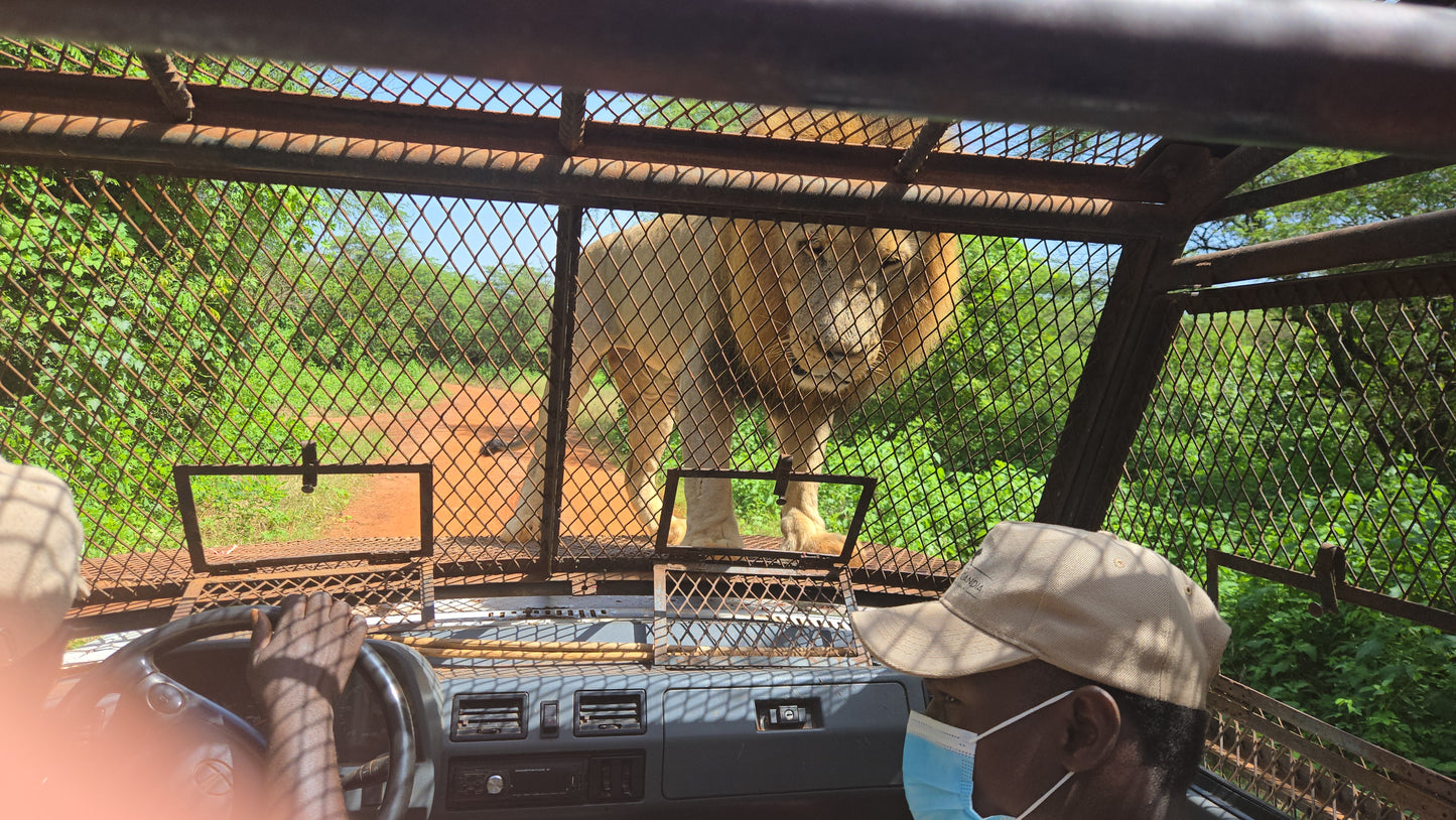 bandia lion