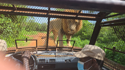 bandia lion