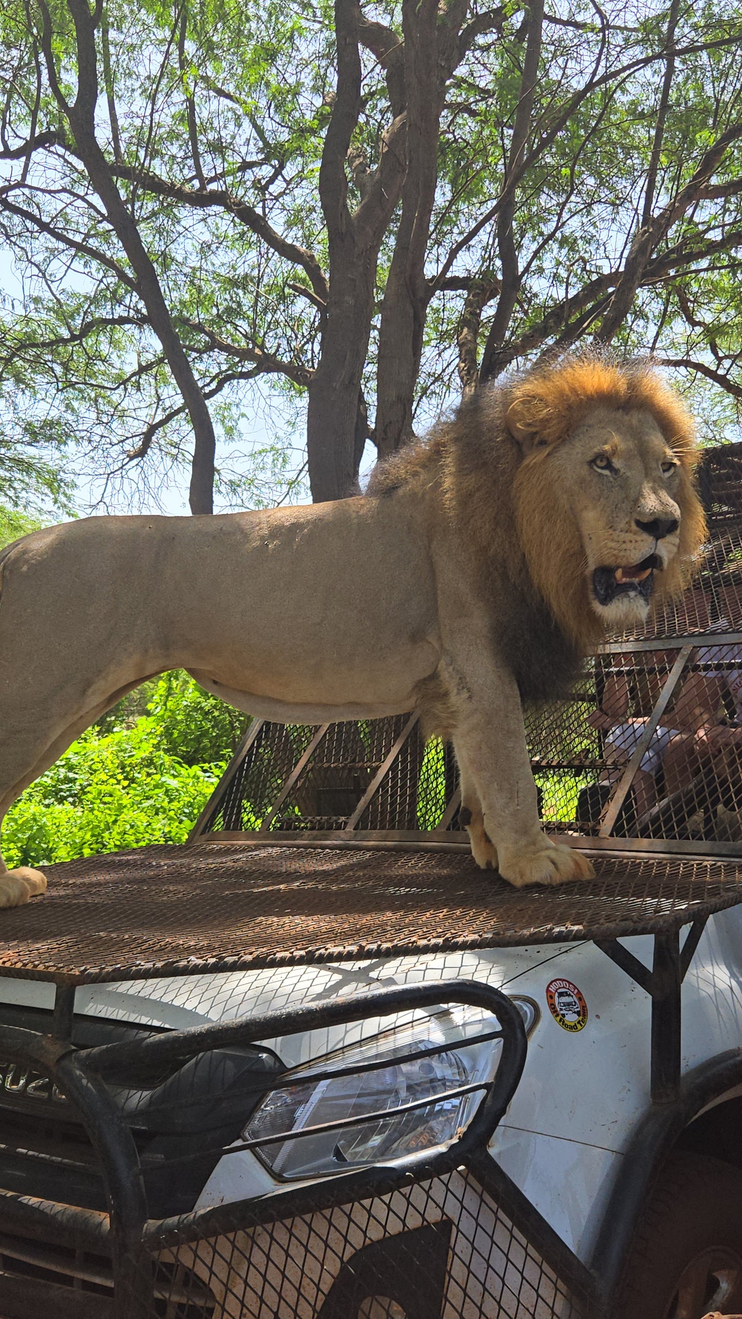 bandia lion