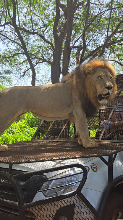 bandia lion