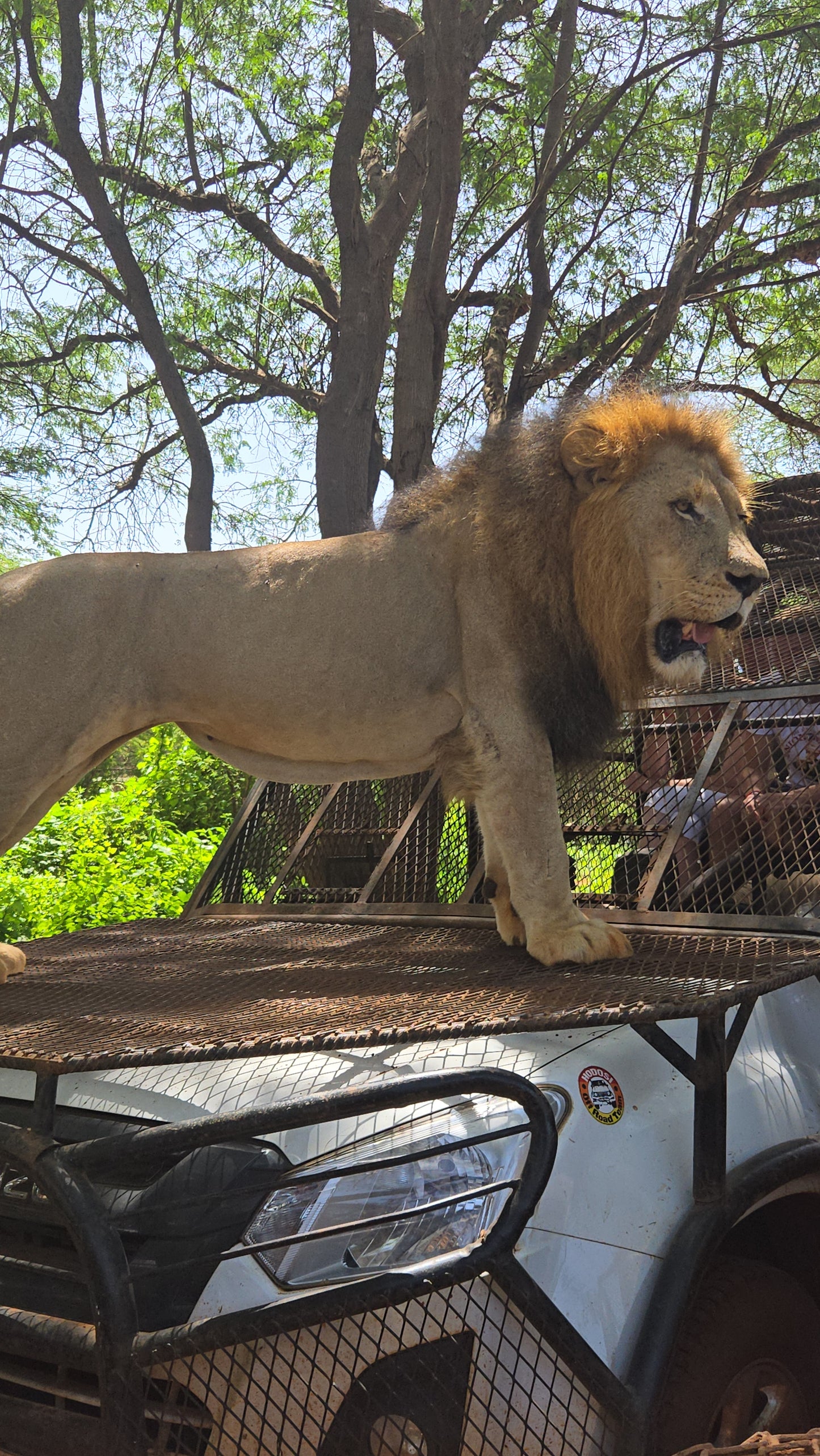 bandia lion