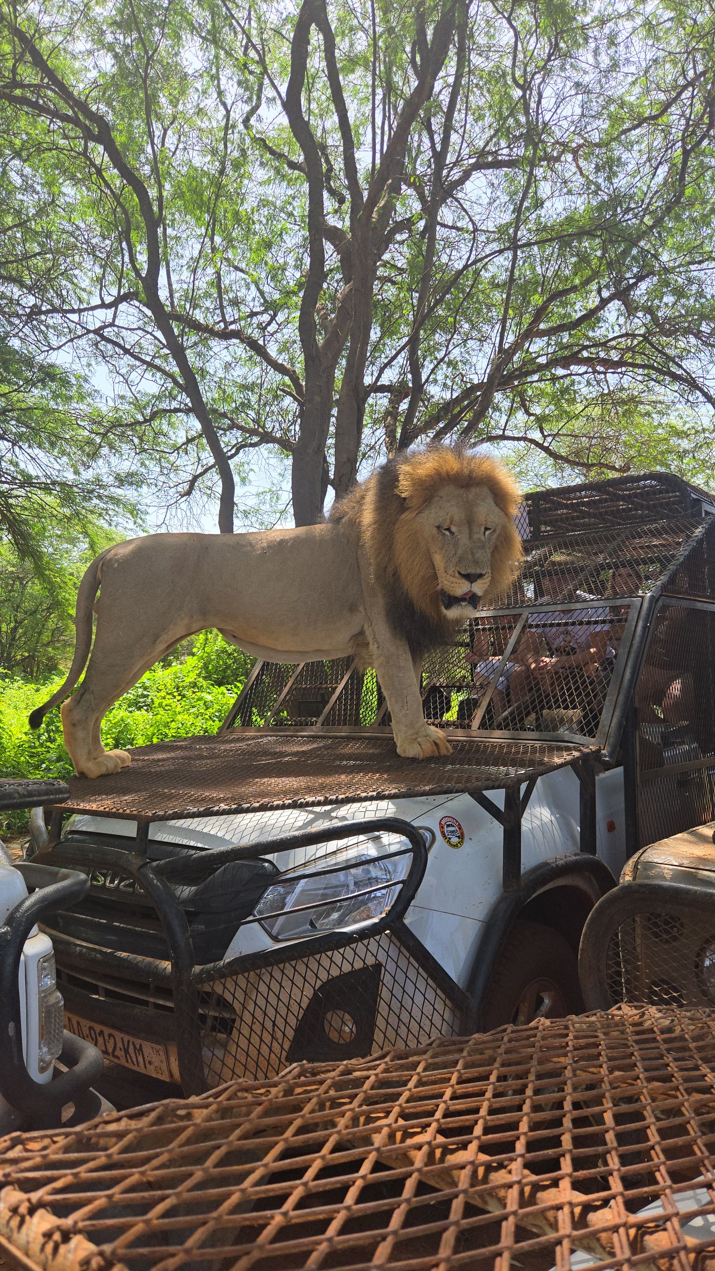 bandia lion