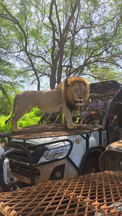 bandia lion