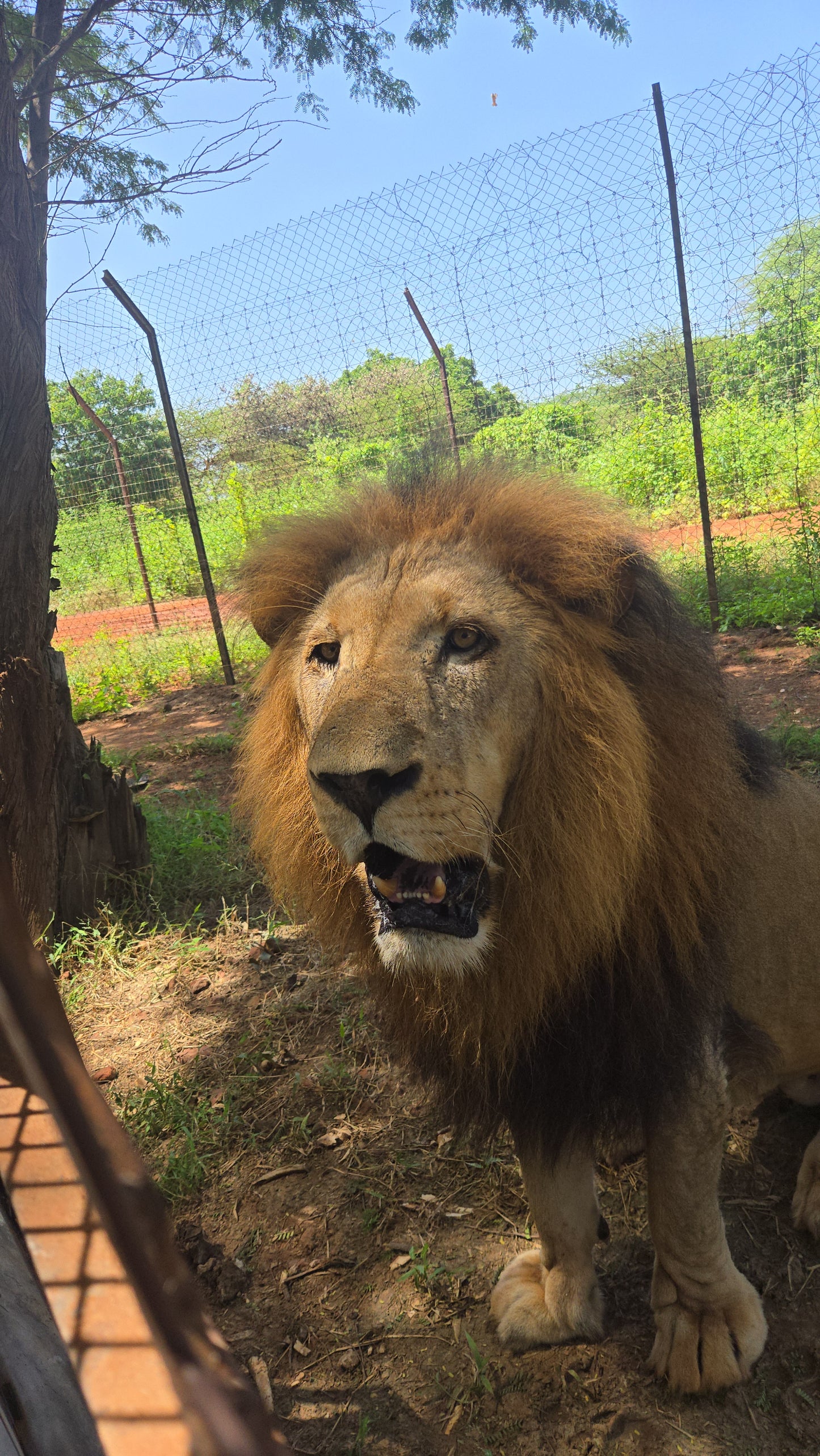 bandia lion