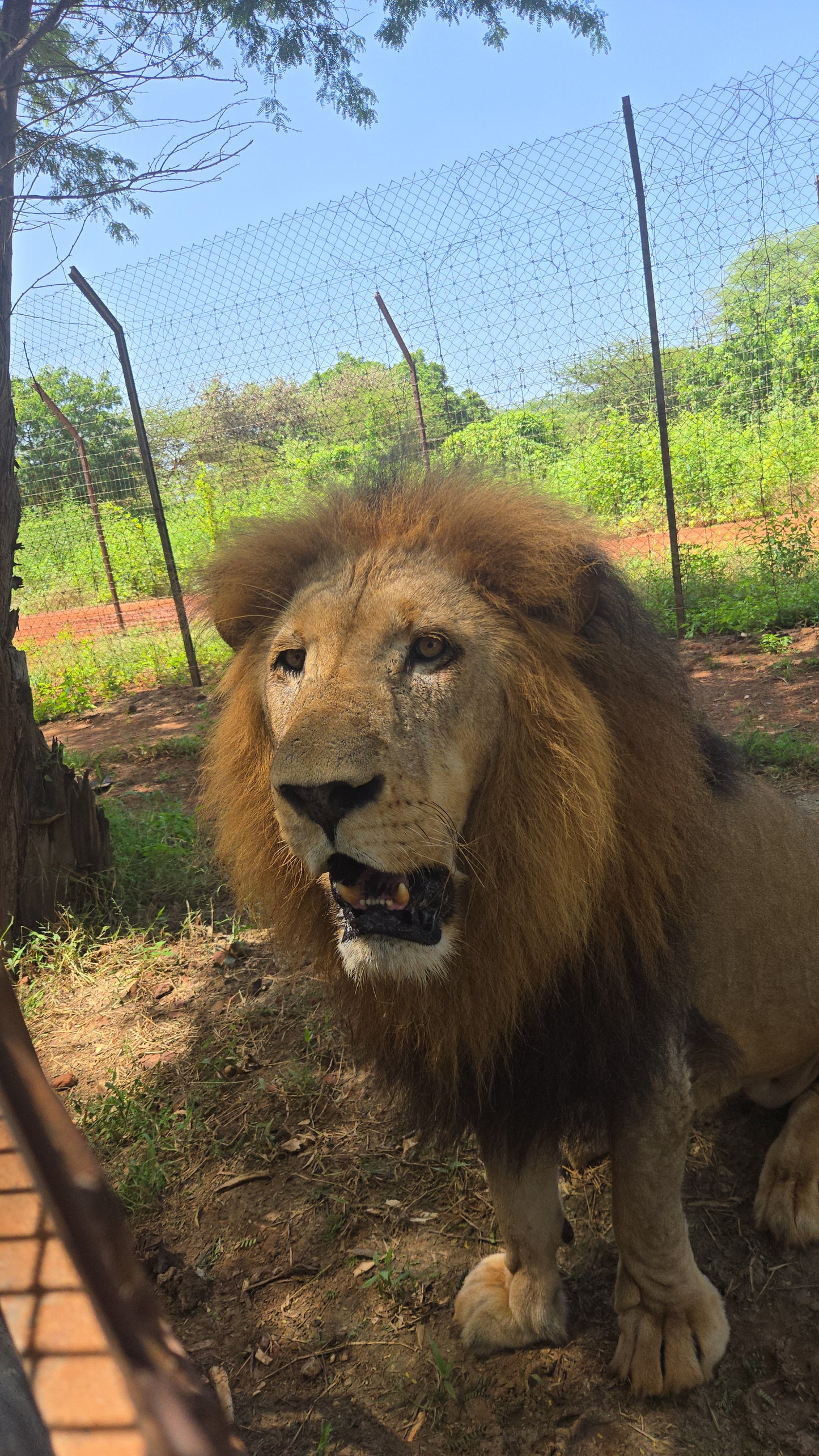 bandia lion
