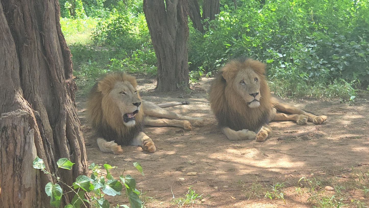 bandia lion