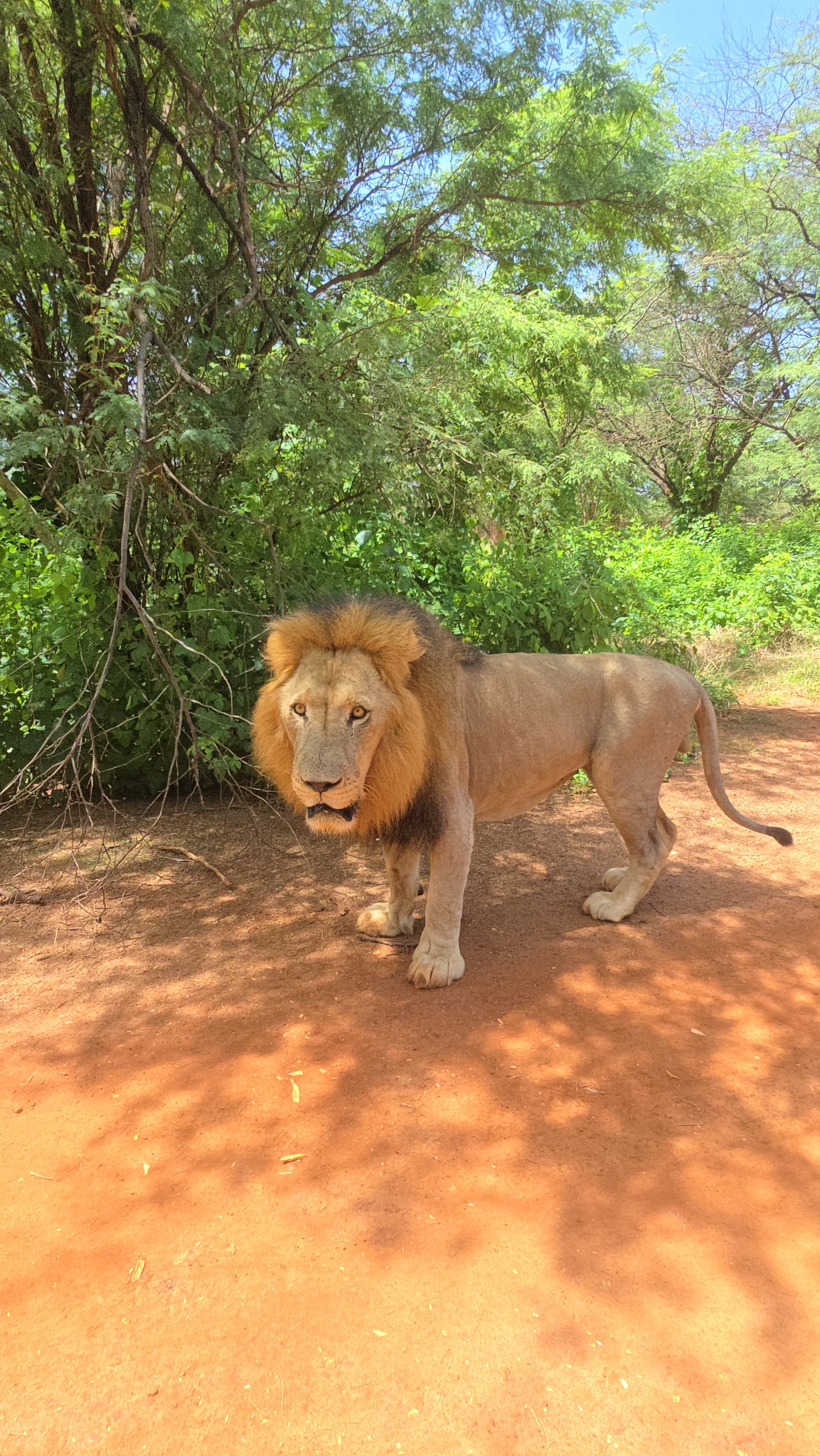 bandia lion