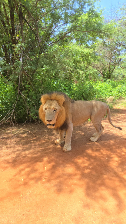 bandia lion