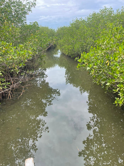 Sine Saloum Delta