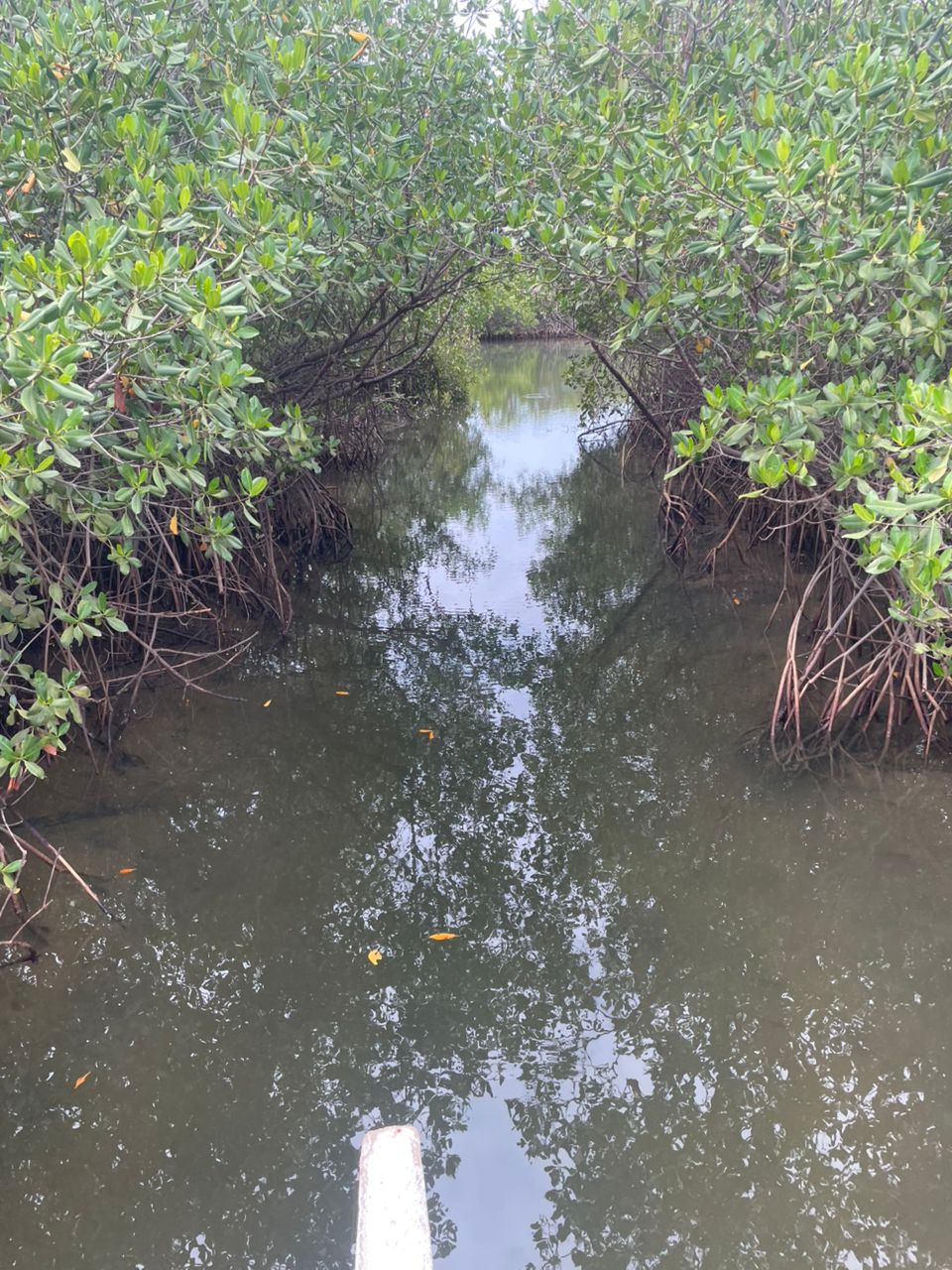 Sine Saloum Delta