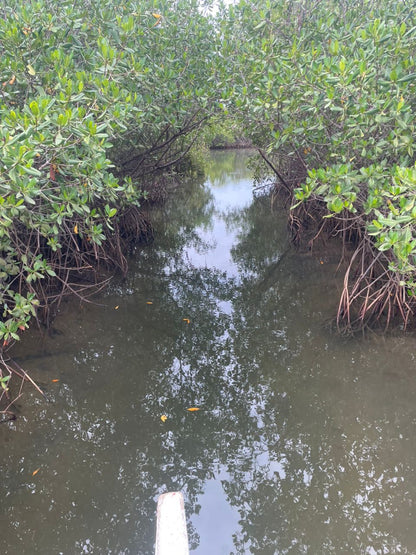 Sine Saloum Delta