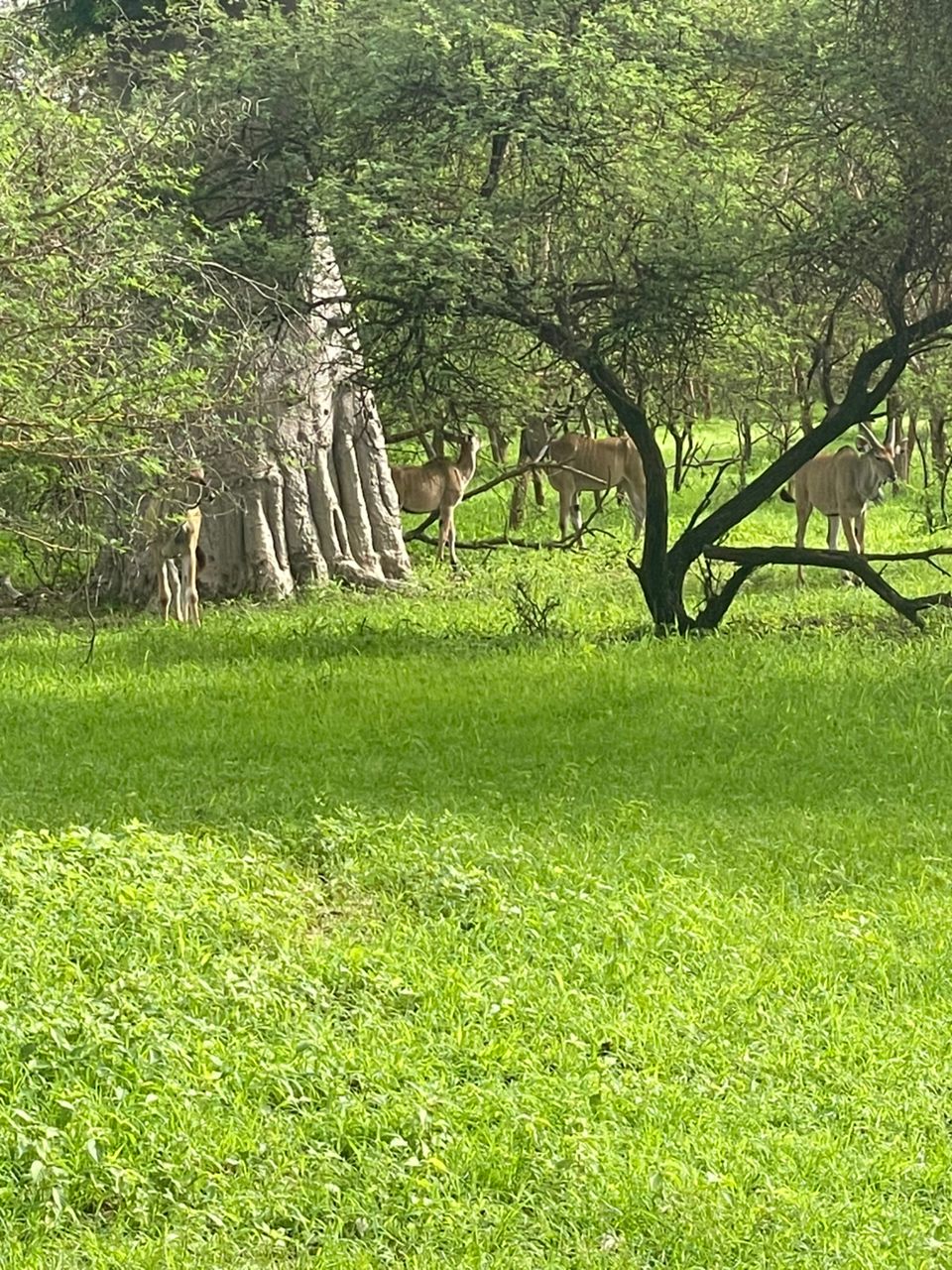 Bandia Reserve