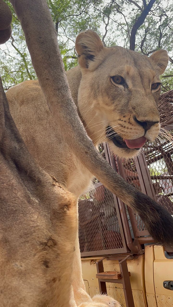 bandia lion