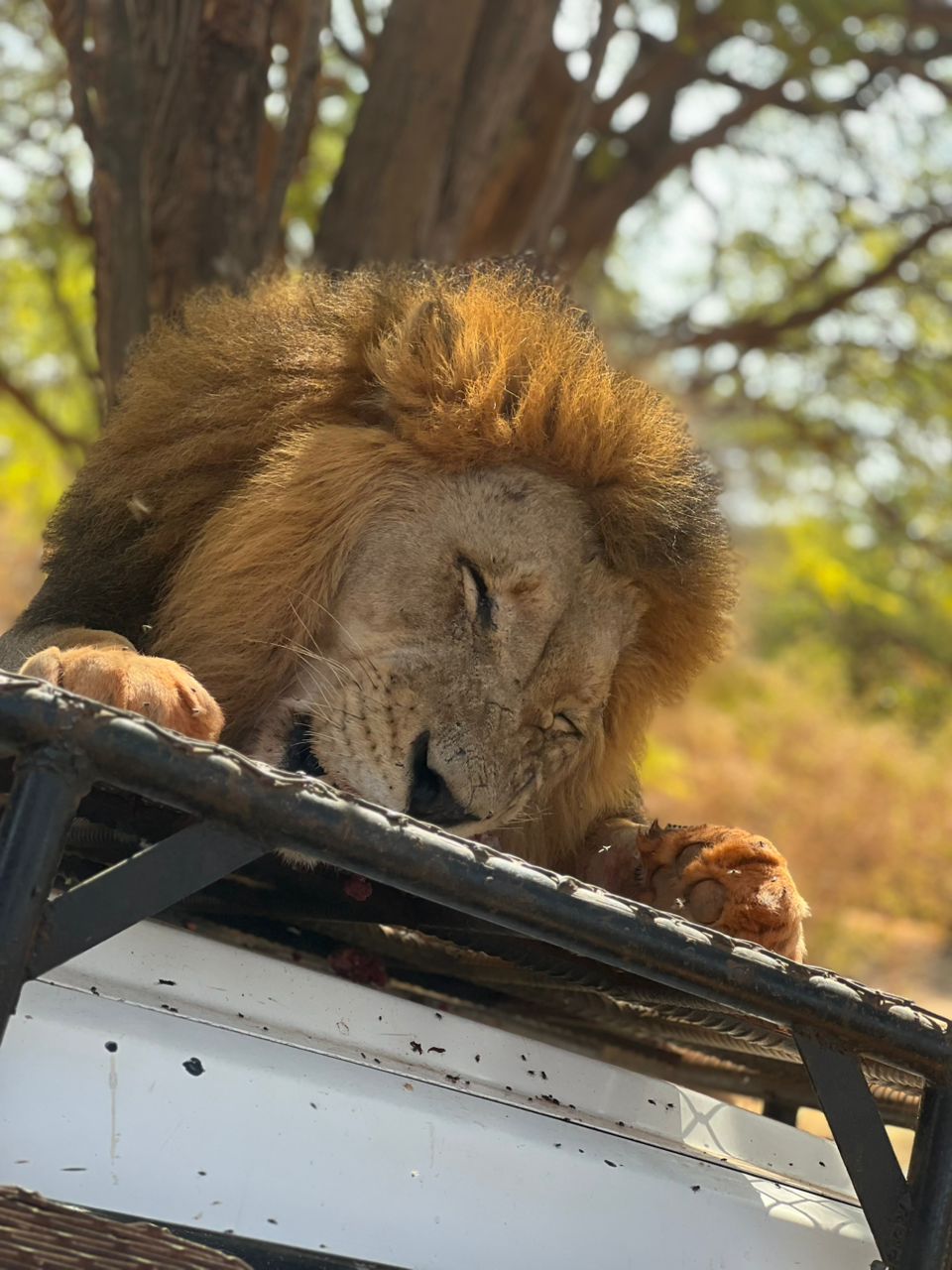 bandia lion