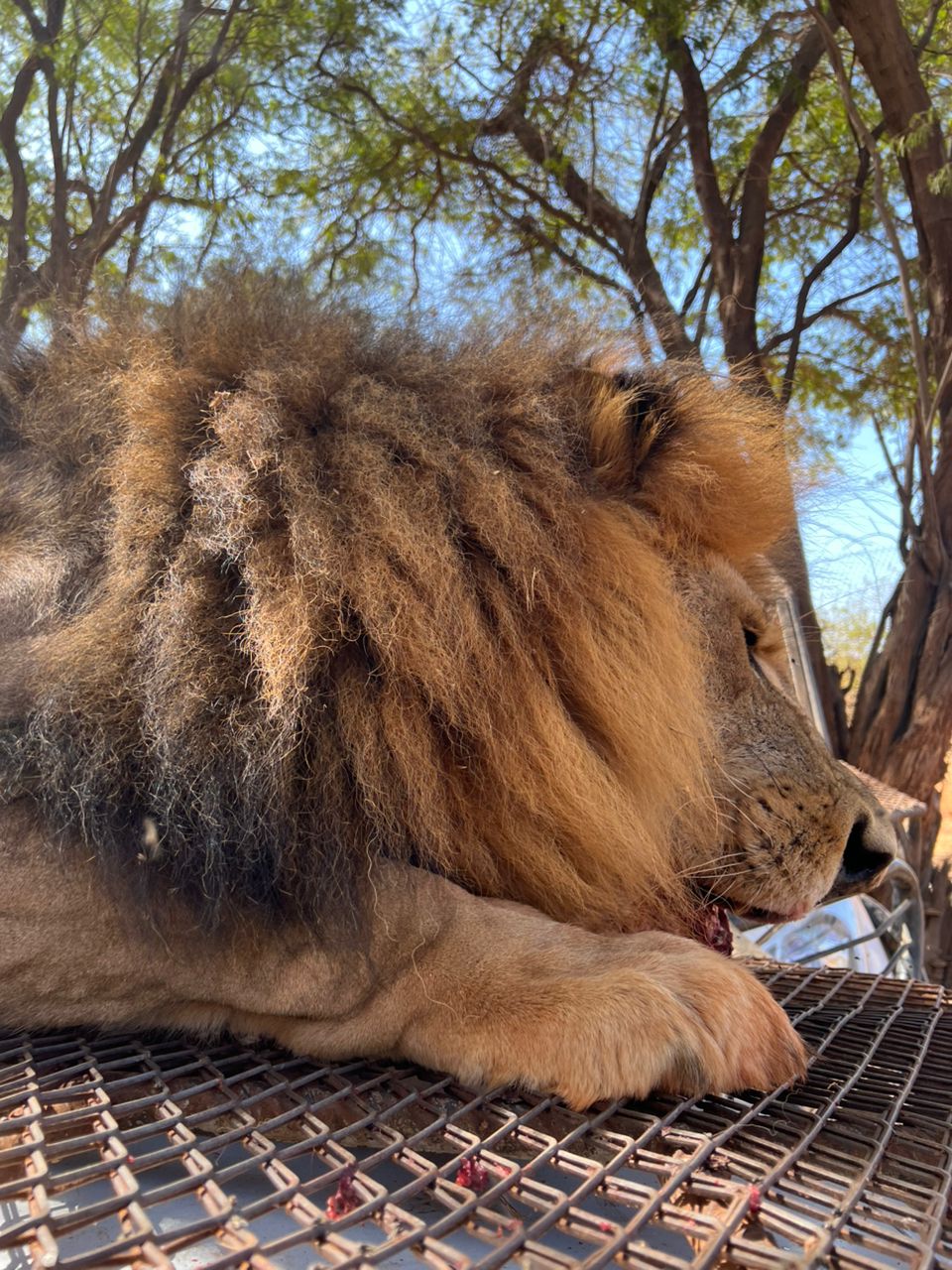bandia lion